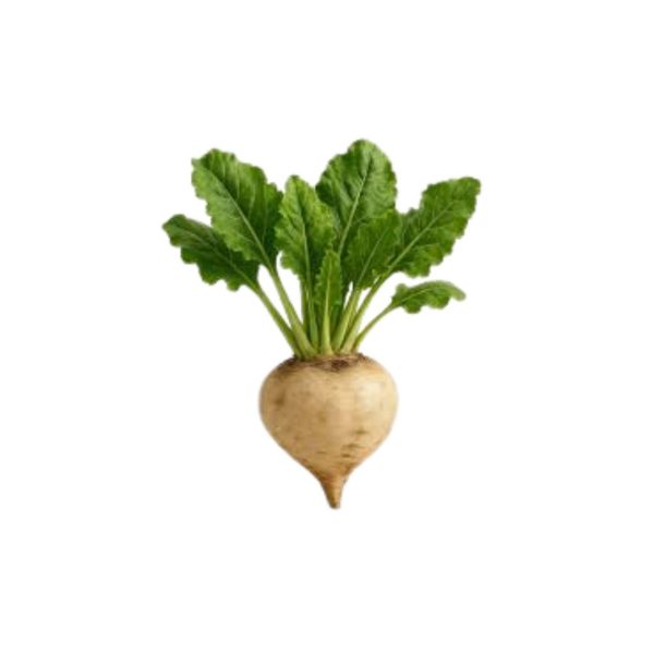 Sugarbeet / सेतो चुकुन्दर