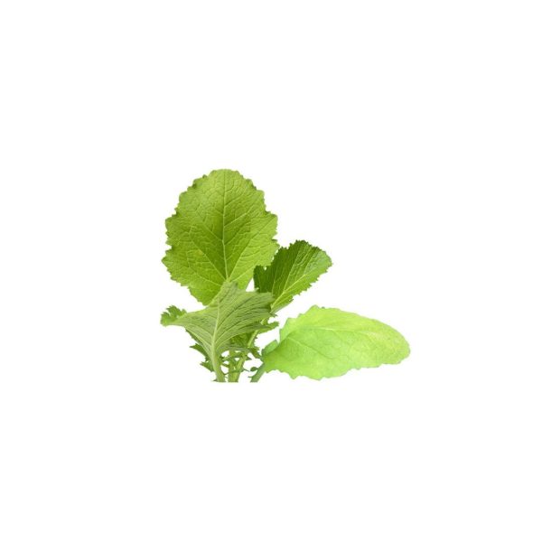 Broad Leaf Mustard / ठुलो रायोको साग