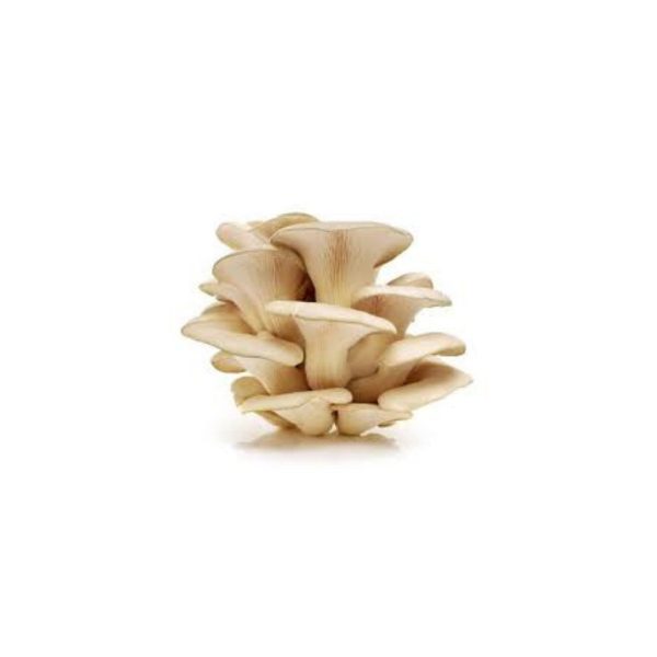 Mushroom (Kanya) / कन्य च्याउ