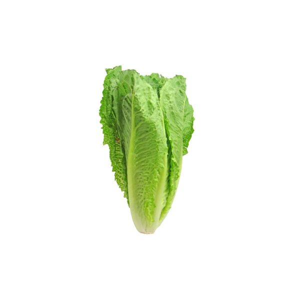 Romaine Lettuce / रोमेन लेटस