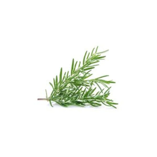 Rosemary / रोसमेरी